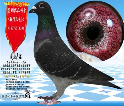 ��Ѫ�����������һ���