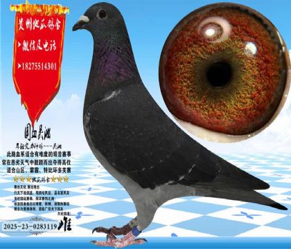 ��Ѫ�������ִƿݻ��ۣ���������