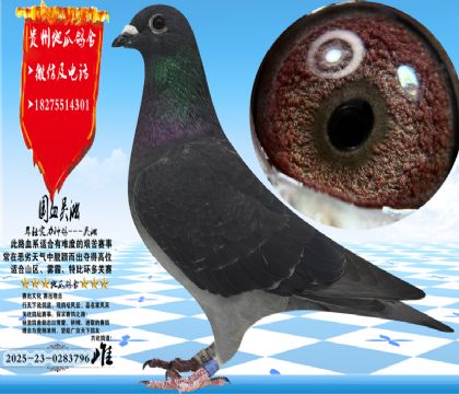 ��Ѫ�������ֽ����һ��ƣ������ָ�һ��