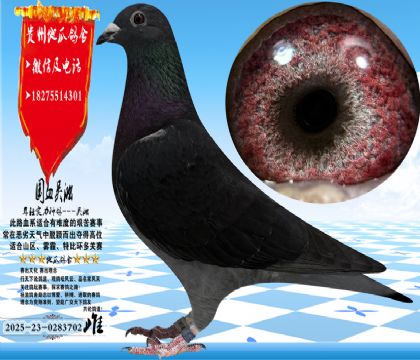 ��Ѫ�������ִƣ������ָ�һ��