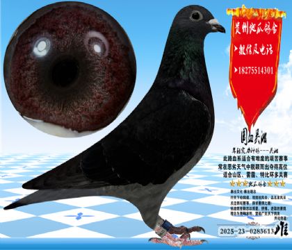 ��Ѫ�������ִƣ������ָ�һ��