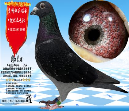 �߱����������֣�������ۣ������ָ�����