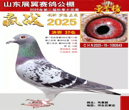 山东展翼决赛37名