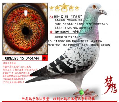 ɣ��ʿ������ķ��������