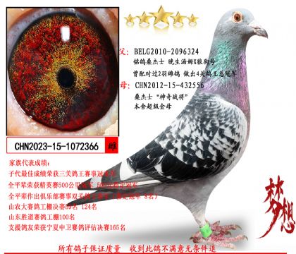 ɣ��ʿ��������ķX�ǹ��š�Xɣ��ʿ������ս������ĸ