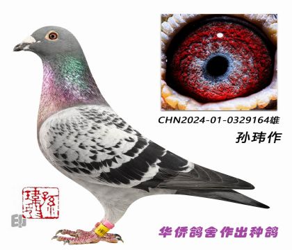 5��--������ϵXղɭϵ-0329164��