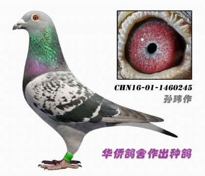 9��--ֱϵ�ɼ����������˹���500K�����ھ�245��