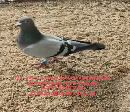 �������¹����İٹ���7������765��