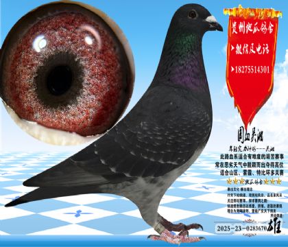 ��Ѫ�������֣��߼������ۣ���ɳʵ�ʸ�Ư��