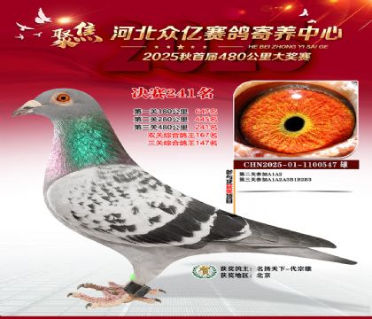 �ӱ����������������241��