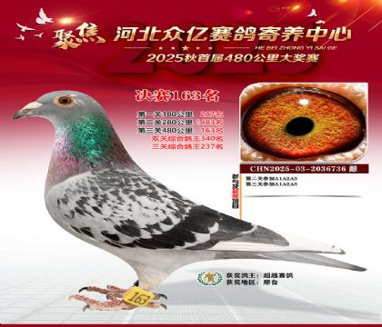 河北众亿赛鸽寄养中心163名