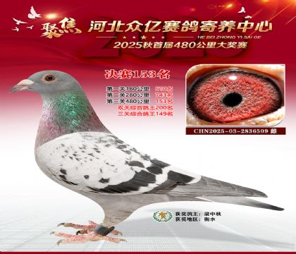 河北众亿赛鸽寄养中心153名