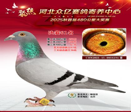 河北众亿赛鸽寄养中心61名