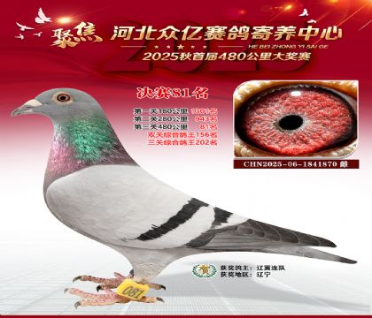 河北众亿赛鸽寄养中心81名