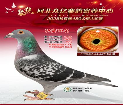 河北众亿赛鸽寄养中心99名