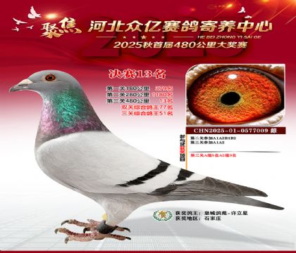 河北众亿赛鸽寄养中心13名