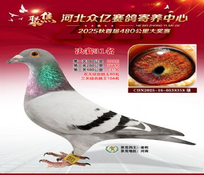 河北众亿赛鸽寄养中心31名