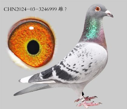 1.����x������x��ʱ��.3246999