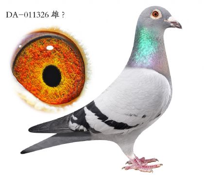 2.��ʱ��911��Ѫ.011326