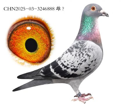 5.���ޱ�3���Ǿ�ȫ��.3246888