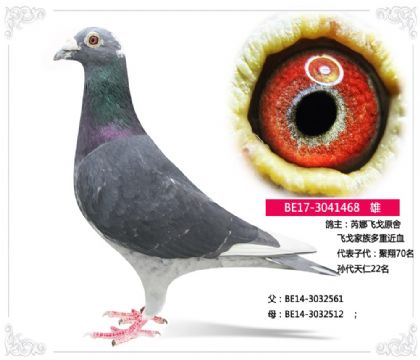 ���ȷɸ�ԭ��---�ɸ������ؽ�Ѫ   468   ��