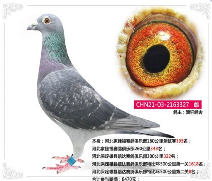 �ӱ����������Ŵ�������ֲ��رȻ�500����ڶ���8��  ��