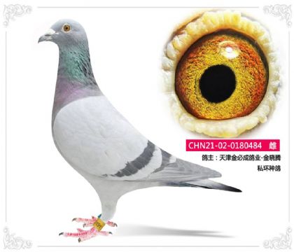 ����سɸ�ҵ-������    ˽���ָ�484   ��	