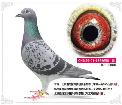 �����������������ֲ��رȻ�˫���ۺ�16��  ��	