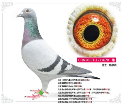 ������ɽ���300Ԫ���رȻ������ۺ�147��   ��	