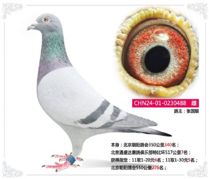 ����ͨʢ��������ֲ��رȻ�517����7��  ��	