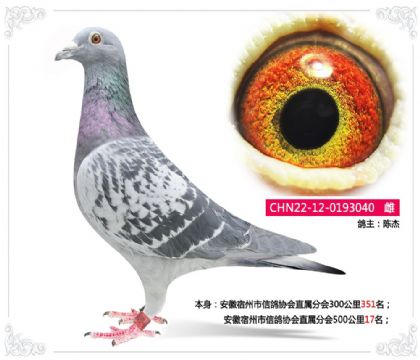 �����������Ÿ�Э��ֱ���ֻ�500����17��  ��