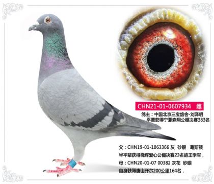 �й�������������-������934   ��	