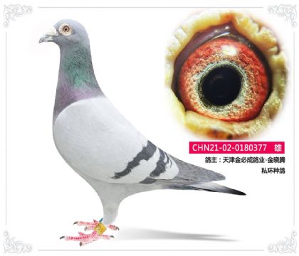 ����سɸ�ҵ-������    ˽���ָ�377   ��	