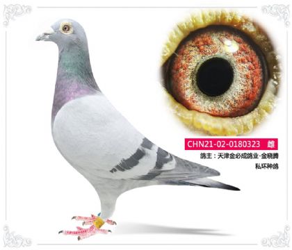 ����سɸ�ҵ-������    ˽���ָ�323   ��	