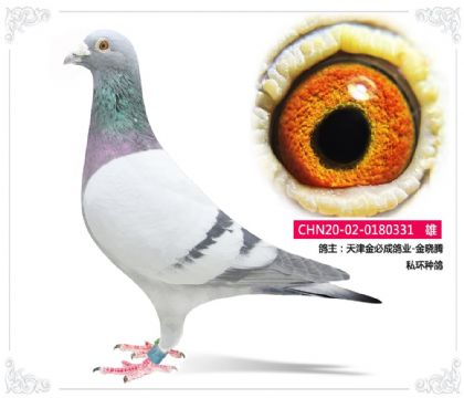 ����سɸ�ҵ-������    ˽���ָ�331   ��	