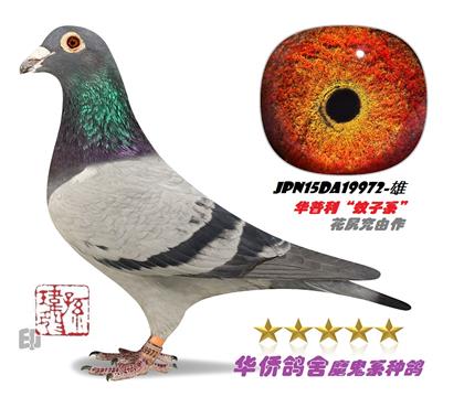 �����游��������19972��