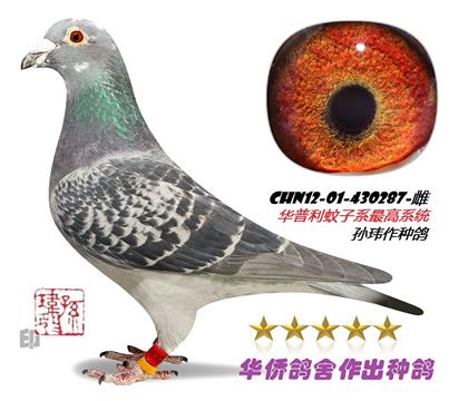 ��ĸ��������430287