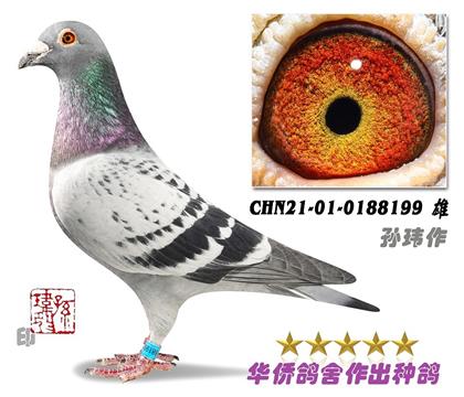 ����ղɭ0188199