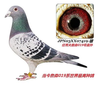 �����游��ղɭ019֮��419��