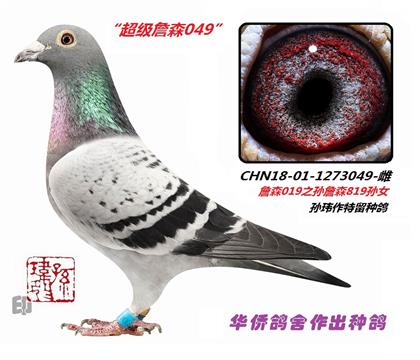 ĸ����Ʒղɭ1273049