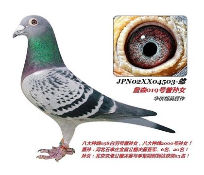 ��ĸ����Ʒղɭ04503