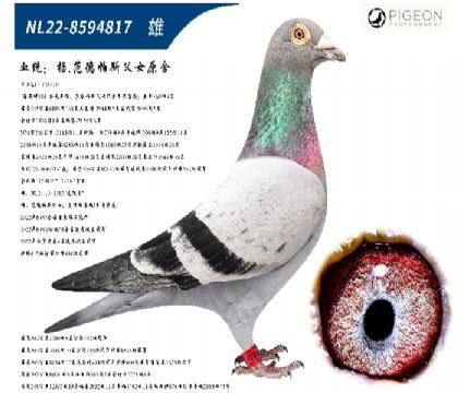 杨.范德帕斯父女原舍(无限号直子)