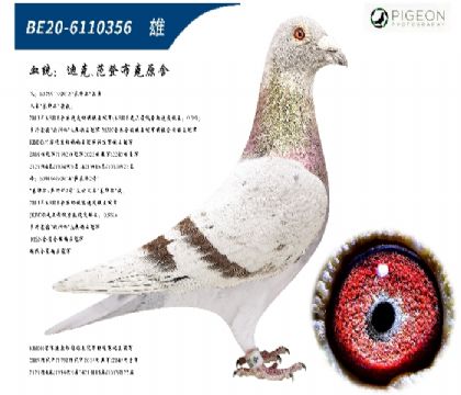 迪克范登布克基特尔直子配直女(镇棚种雄)