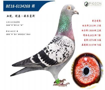 利奥赫尔曼斯原舍(特别推荐,速度一流)