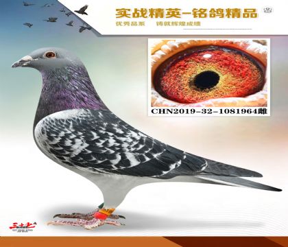 ����������  �����ھ�ĸ��