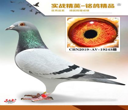 ����003Ѫϵ    ���׻�Ѫ