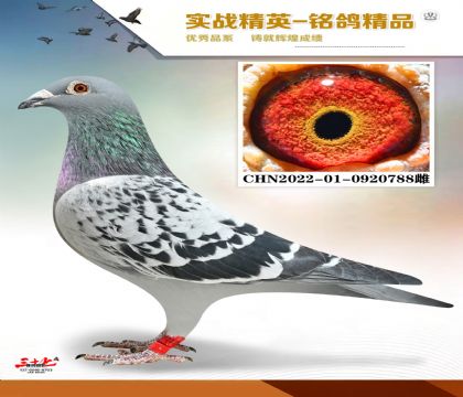 �����ϻ���������