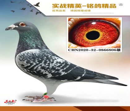 �������������   ���׻�Ѫ