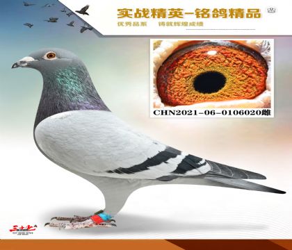 ����������ŷ���