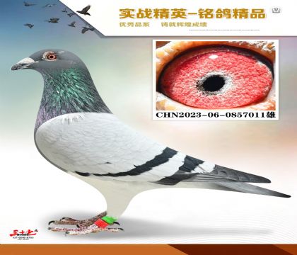 ɣ��ʿ�ǹ���     ���׻�Ѫ